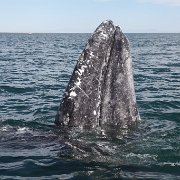 IMG 0001 2 (68)